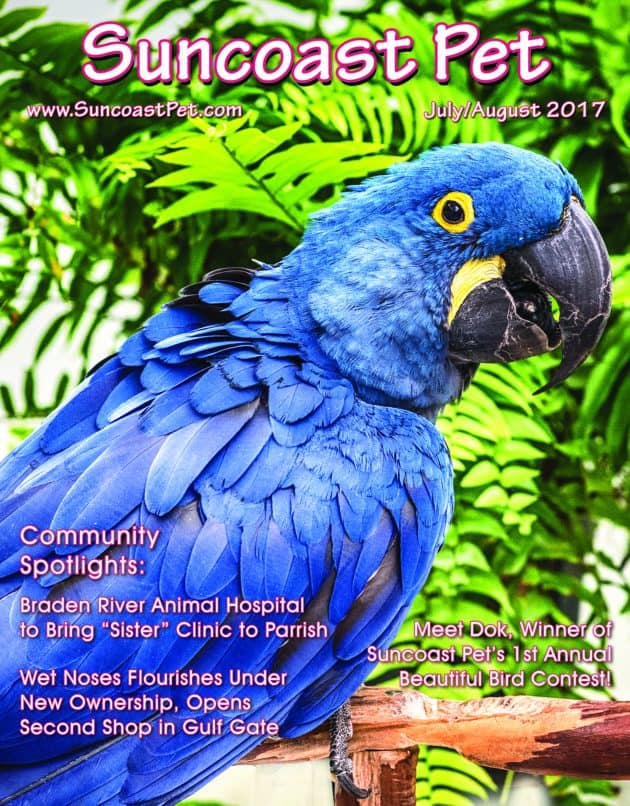 Talk about Beautiful! Suncoast Pet is proud to feature Dok, a Hyacinth Macaw that spends his days at Bayshore Animal Hospital in Bradenton on the cover of our July/August issue. Dok is the winner of Suncoast Pet's 1st Annual Beautiful Bird Contest! Read the article about this spectacular bird on Page 34.