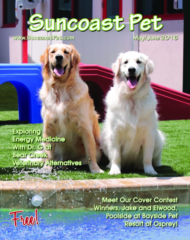 Meet Jake and Elwood, winners of the cover contest co-sponsored by Bayside Pet Resort of Osprey and Suncoast Pet! These handsome brothers are pictured poolside in the outdoor courtyard at Bayside's newest location in Osprey!